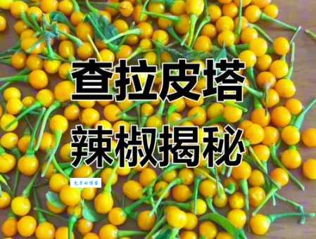 顶级食材查拉皮塔辣椒为啥那么贵？价格直逼黄金
