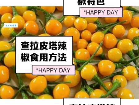 顶级食材查拉皮塔辣椒为啥那么贵？价格直逼黄金