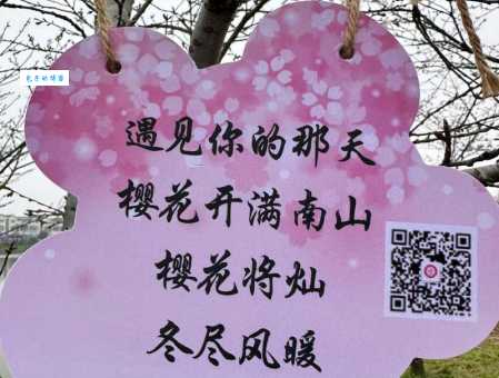 樱花草的花语是什么？关于初恋和希望的秘密！