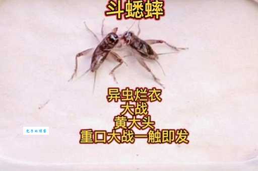 蟋蟀大战打一个字是什么字？这个谜底你知道吗？