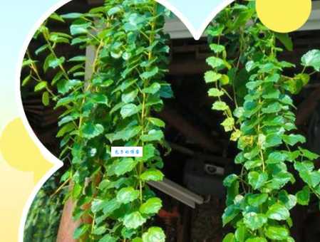 爬山虎有毒吗？养护爬山虎你需要知道的常识！