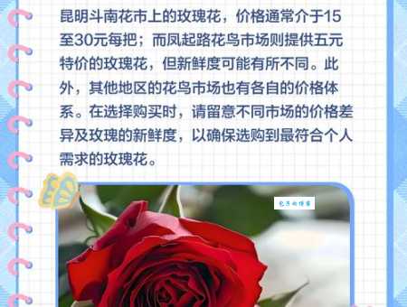 朱丽叶玫瑰多少钱一支才算合理？看完这篇你就懂了！