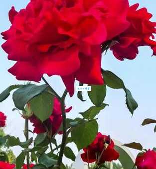 秦皇岛的市花是什么花？本地人都推荐这几种！