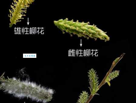 柳树什么时候开花？掌握这些规律轻松判断开花期