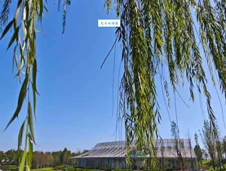 柳树什么时候开花？掌握这些规律轻松判断开花期