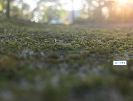 阳光明媚的意思怎么理解？原来可以这样来解释！