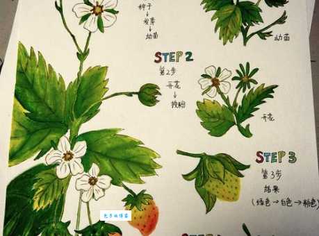 草莓的花是什么颜色？新手种植小白必看科普！