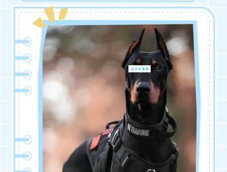 隔墙有耳打一动物是什么？答案竟然是这个！