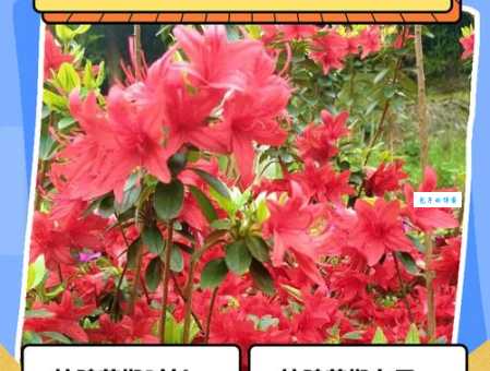 杜鹃花有香味吗？是不是所有杜鹃花都香气扑鼻？