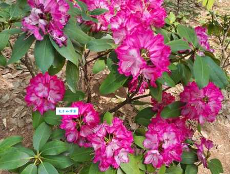杜鹃花有香味吗？是不是所有杜鹃花都香气扑鼻？