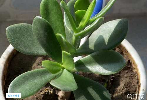 厚脸皮植物怎么养护？做到这几点叶子肥厚惹人爱！