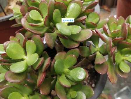 厚脸皮植物怎么养护？做到这几点叶子肥厚惹人爱！