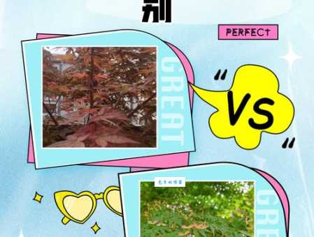 青枫和鸡爪槭的区别图片对比！教你最简单分辨方法！