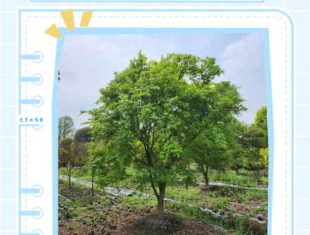 青枫和鸡爪槭的区别图片对比！教你最简单分辨方法！