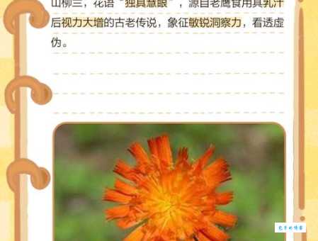 想知道花语中妙龄之少女是什么花吗？一文解读花卉秘密