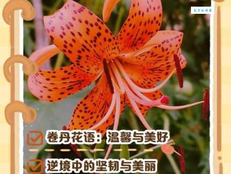 想知道花语中妙龄之少女是什么花吗？一文解读花卉秘密