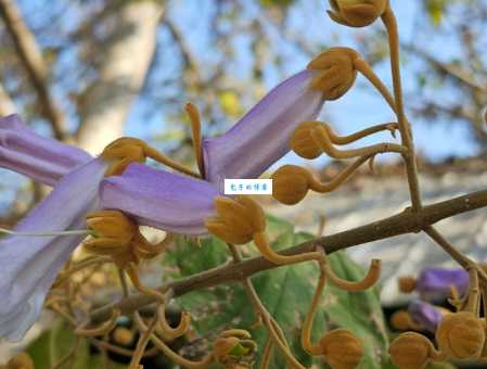 泡桐树木材价格多少钱一方？这个因素决定了你的成本！