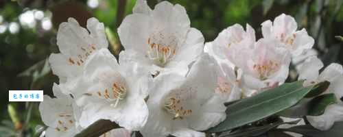 上饶市花是什么？答案就在这里看完你就明白了！