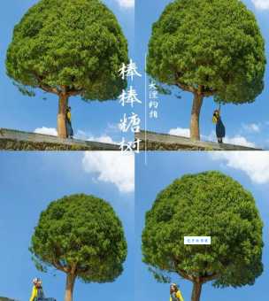 杭州的市树是什么树？为什么杭州人会选择它做市树