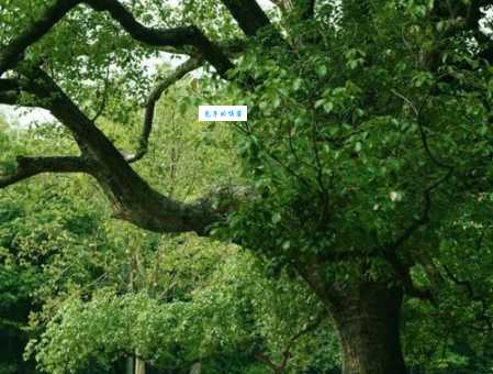 杭州的市树是什么树？为什么杭州人会选择它做市树