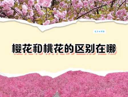 为什么粉色水蜜桃和日本樱花区别总是搞不清？图文对比帮你辨别！