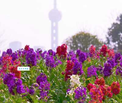 什么时候是紫罗兰盛开的季节？抓住最佳花期去拍照！