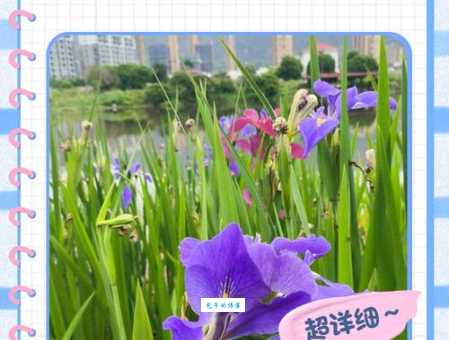 什么时候是紫罗兰盛开的季节？抓住最佳花期去拍照！