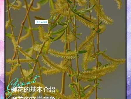 柳树开花吗？什么时候开花？春季赏柳必备知识！