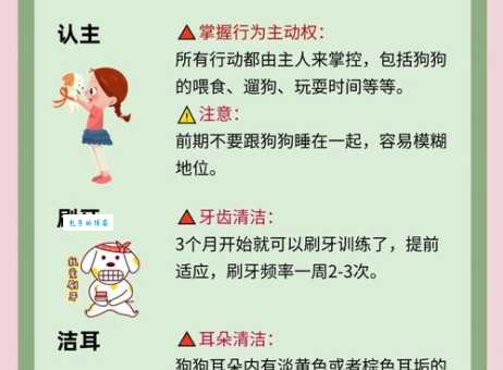 拉斯维加斯犬怎么领养？这些流程你必须知道！