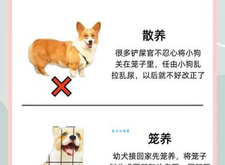 拉斯维加斯犬怎么领养？这些流程你必须知道！