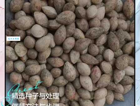 银杏果能种出银杏树吗？具体操作步骤看这里就知道