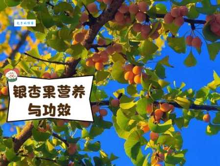 银杏果能种出银杏树吗？具体操作步骤看这里就知道