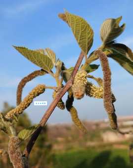 构树穗的功效与作用真的很神奇？听听老农怎么说！