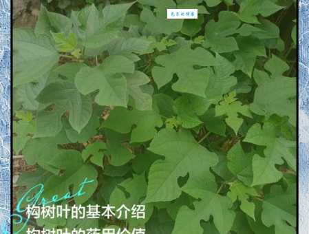 构树穗的功效与作用与禁忌是什么？这些人要谨慎食用