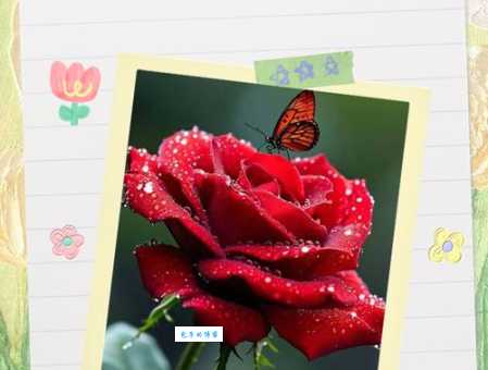 玫瑰到了花期什么意思？如何让玫瑰花开更久？