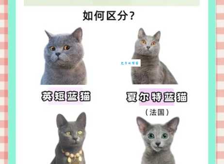为什么有人说英短蓝猫是狗?到底是不是真的狗?
