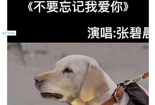 神犬小七演员表曝光!这些演员现在怎么样了你还记得吗?