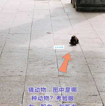 最正确答案打一动物是什么?聪明人一眼就能猜出来!