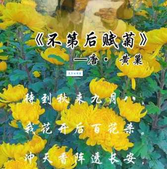 更诗菊黄家酿熟下一句的典故探秘,带你了解背后的故事。