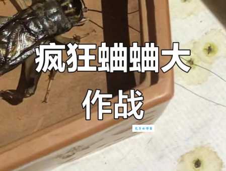 蟋蟀大战猜一个字是什么?原来是这个超有趣!
