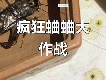 爆火的蟋蟀大战打一字谜底是什么?看完整版解答!