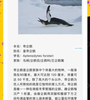 企鹅的翅膀是用来干什么的?看完这篇你就懂了!