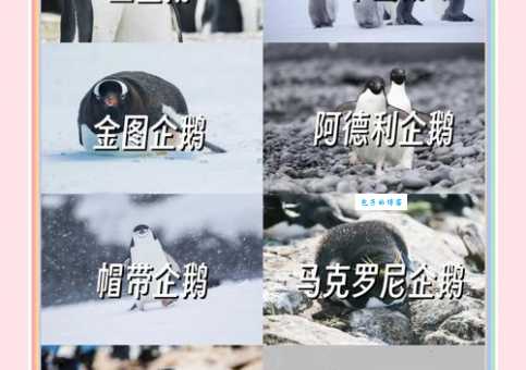 企鹅的翅膀是用来干什么的?看完这篇你就懂了!