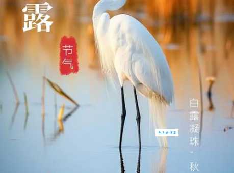 白露有什么美好的寓意？三个方面带你了解节气文化！