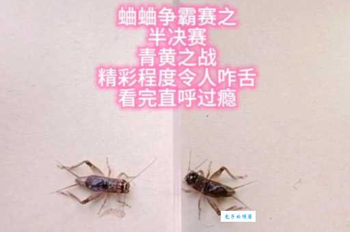为什么蟋蟀大战打一个字是什么字?背后的逻辑很简单!