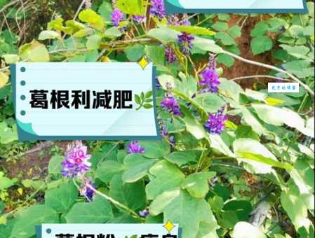 瓜葛相连什么意思和关系?如何理解它在生活中的应用