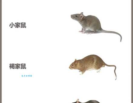 田内之鼠是什么意思?田里的老鼠指的是什么样的人?