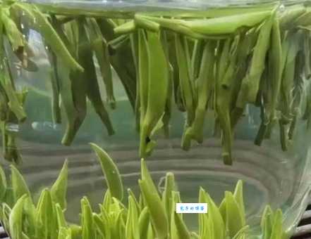 添炉烹雀舌的雀舌指的是什么茶?快来看看答案!