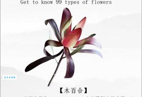 朽木生花的意思是什么？用简单一句话让你秒懂！