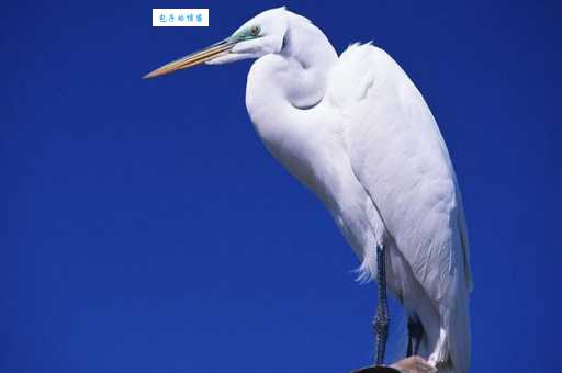 蓑毛的意思是什么意思?详细解释这个词语的来源和用法